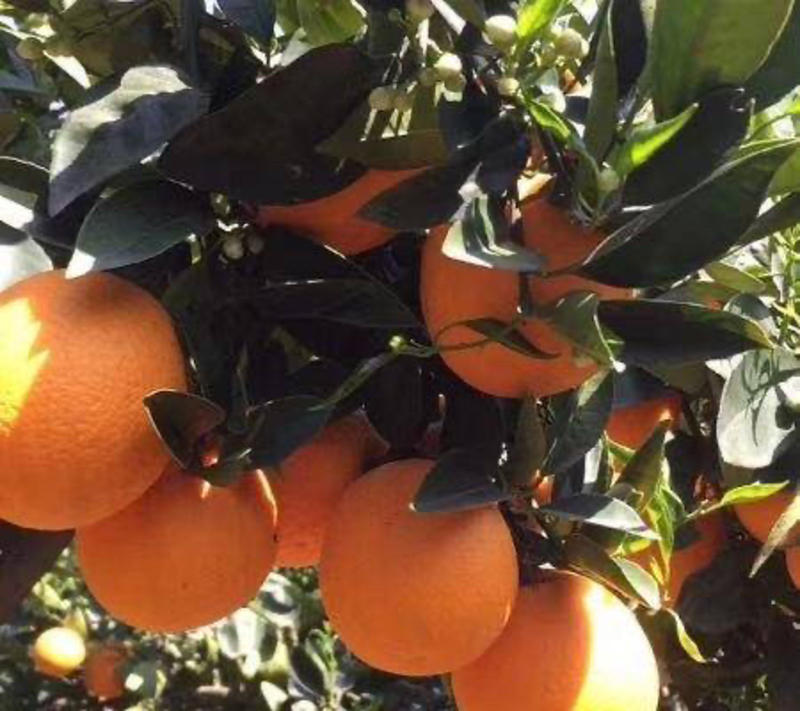 【秭归脐橙】甜橙子湖北高山脐橙精品柑桔大量上市