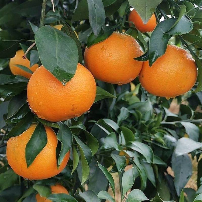 【实力】湖北精品爱媛橙大量有货酸甜可口多汁欢迎订购