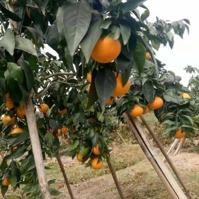 【实力】湖北精品爱媛橙大量有货酸甜可口多汁欢迎订购