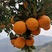 【秭归脐橙】甜橙子湖北高山脐橙精品柑桔大量上市
