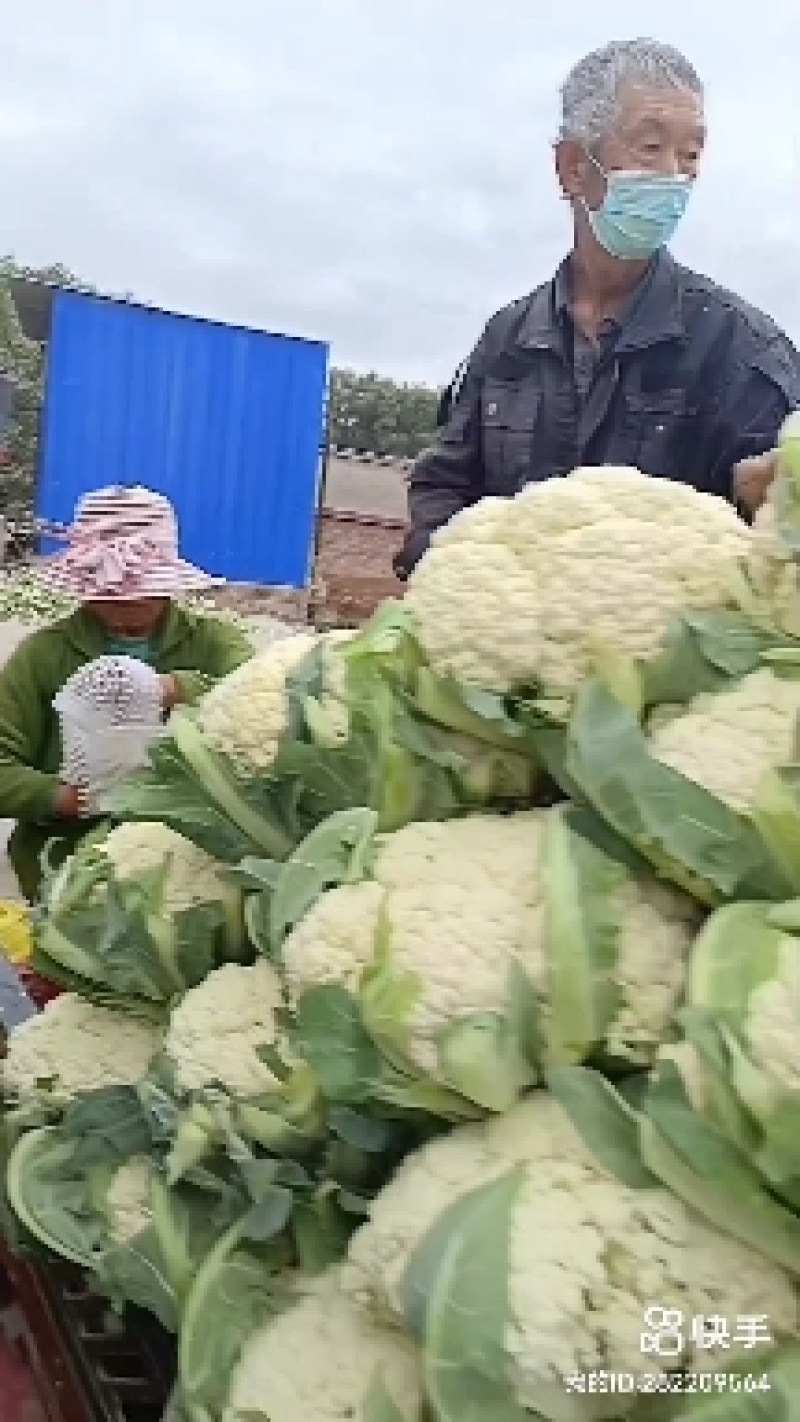 甘肃兰州有机花