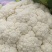 甘肃兰州有机花
