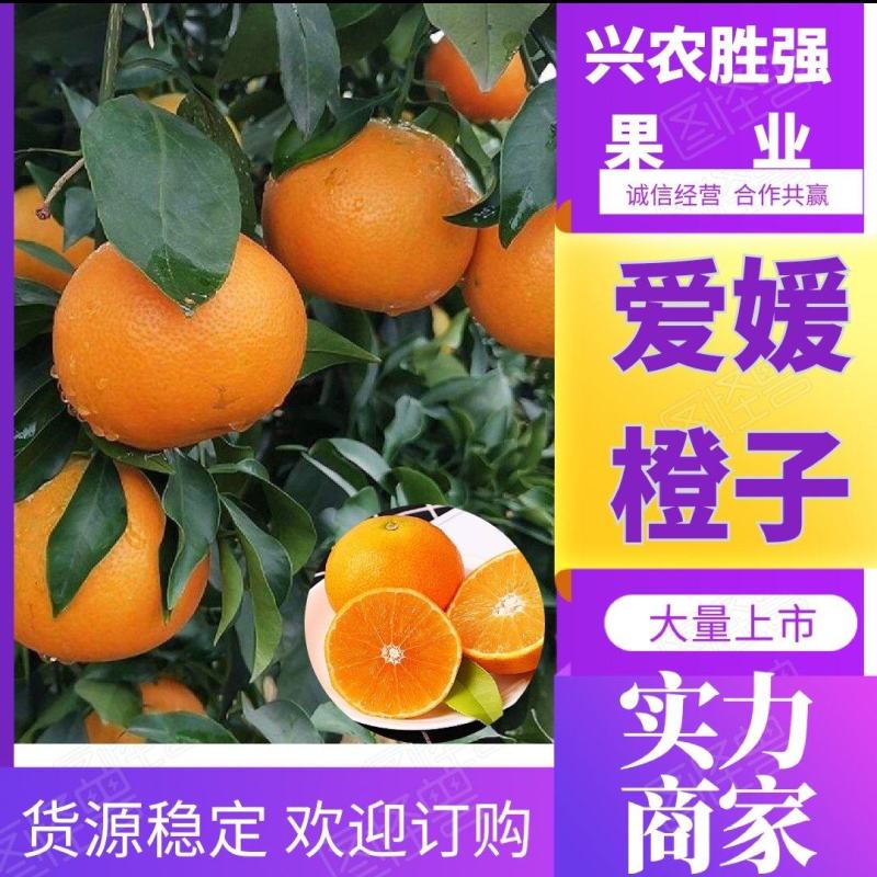 【实力】湖北精品爱媛橙大量有货酸甜可口多汁欢迎订购