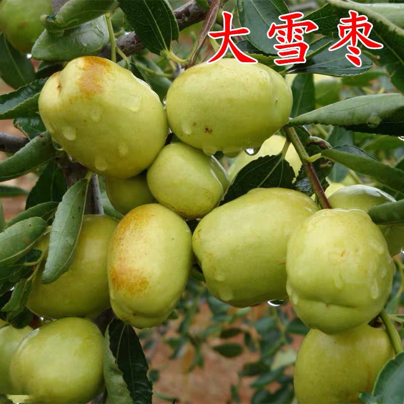 果树苗枣树苗大雪枣苗嫁接枣树苗正宗大雪枣子树苗当年结果