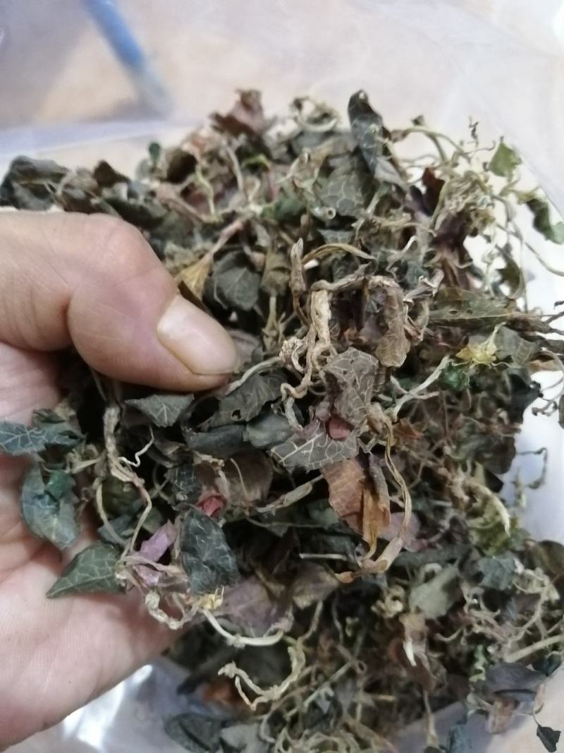 野生金线莲干品，本地野生（小叶）
