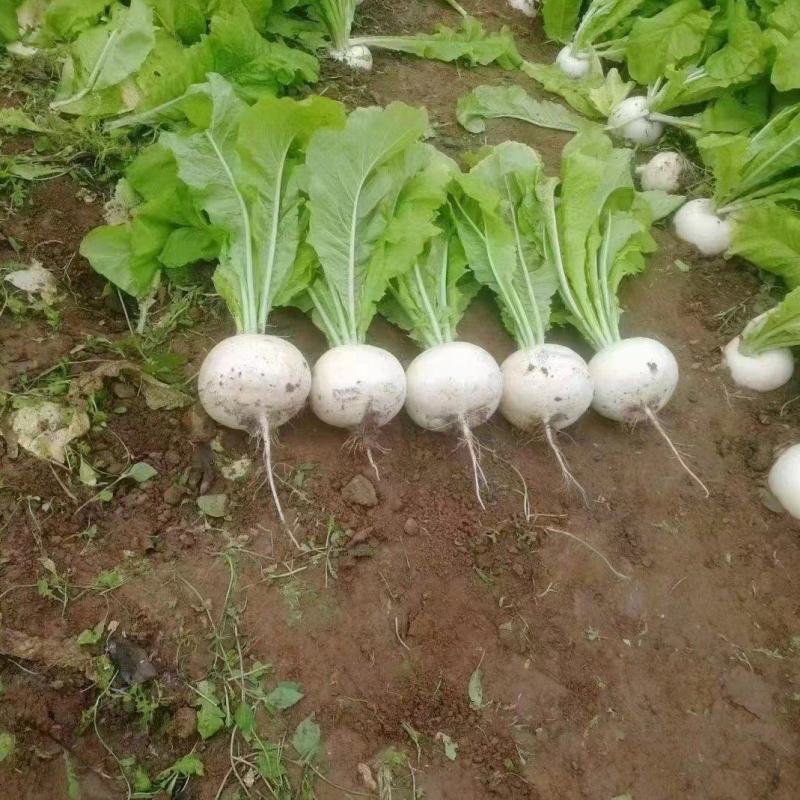 萝卜