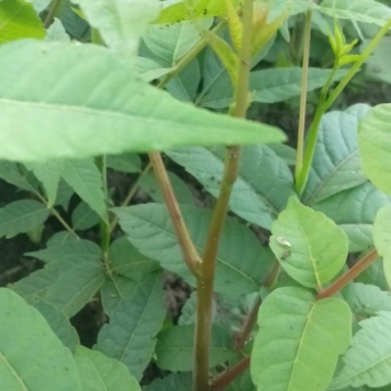 【香椿苗】苗圃大量供应规格齐全提供技术量大从优