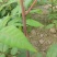 【香椿苗】苗圃大量供应规格齐全提供技术量大从优
