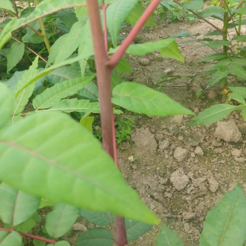 【香椿苗】苗圃大量供应规格齐全提供技术量大从优