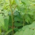 【香椿苗】苗圃大量供应规格齐全提供技术量大从优