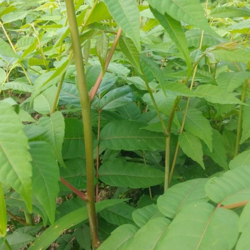 【香椿苗】苗圃大量供应规格齐全提供技术量大从优