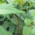 【香椿苗】苗圃大量供应规格齐全提供技术量大从优