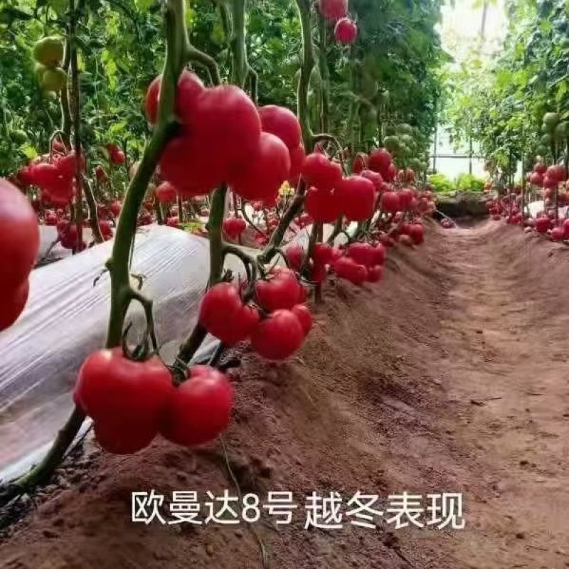 粉果西红柿抗寒越冬品种都是一级苗子有货