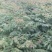 湖北栾树苗风景占地拆迁刚放绿化苗小苗基地直发成活率高