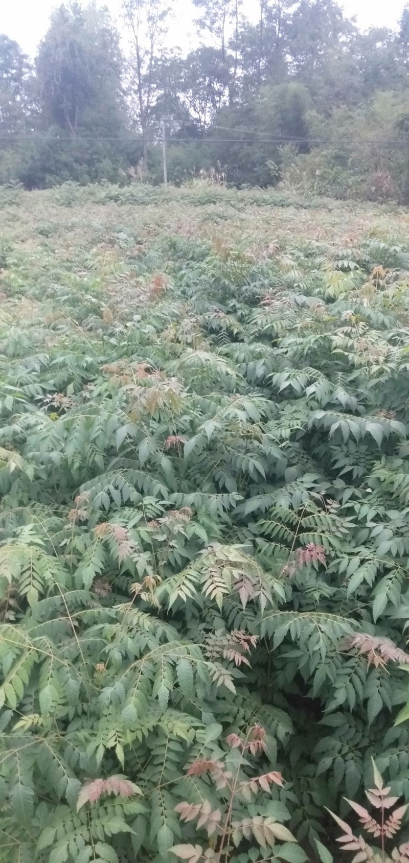湖北栾树苗风景占地拆迁刚放绿化苗小苗基地直发成活率高