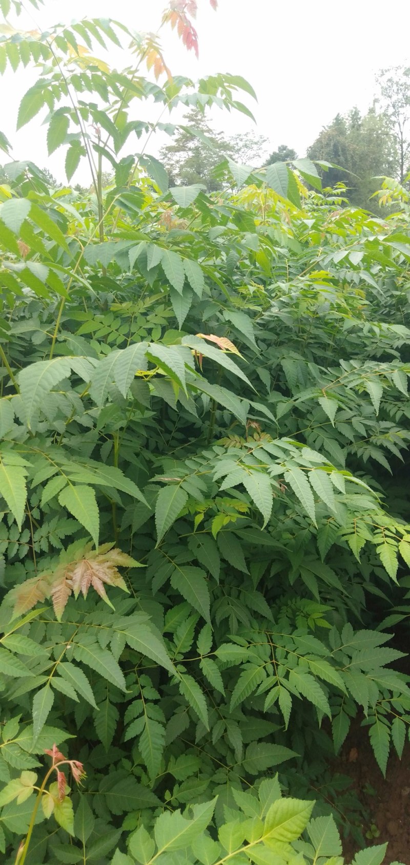 湖北栾树苗风景占地拆迁刚放绿化苗小苗基地直发成活率高