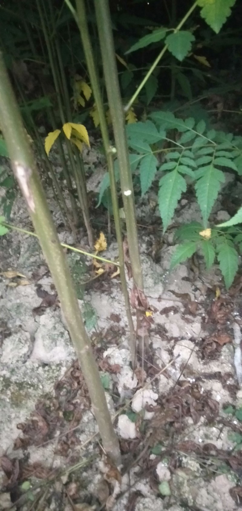 湖北栾树苗风景占地拆迁刚放绿化苗小苗基地直发成活率高