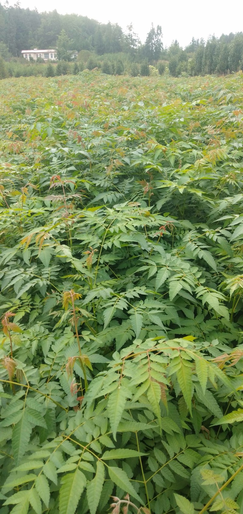 湖北栾树苗风景占地拆迁刚放绿化苗小苗基地直发成活率高