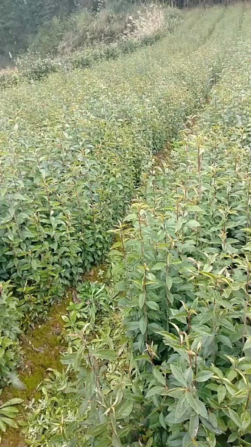 湖北利川大叶女贞树苗庭院绿化南北方种植四季常青基地原土发