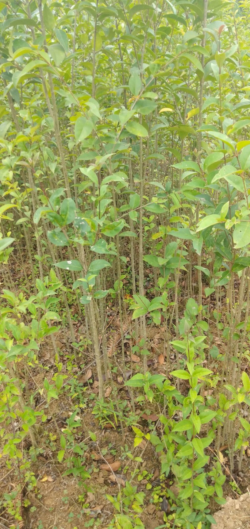 湖北利川大叶女贞树苗庭院绿化南北方种植四季常青基地原土发