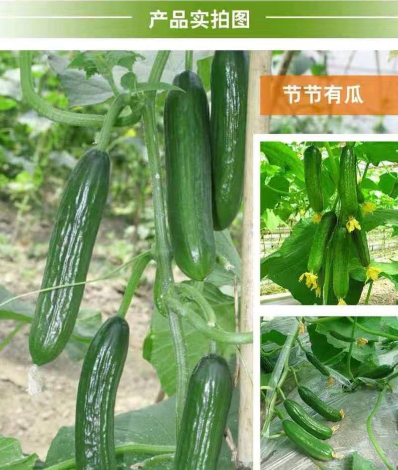 翠绿水果黄瓜种子新品种无刺荷兰小黄瓜种籽四季农户庭院水果