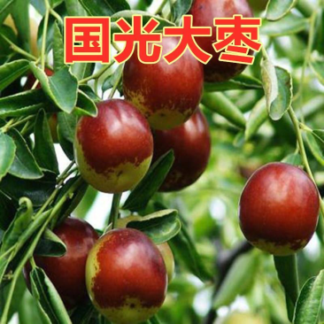 国光大枣树苗嫁接脆甜枣子国光枣大枣树苗当年结果南北方种植