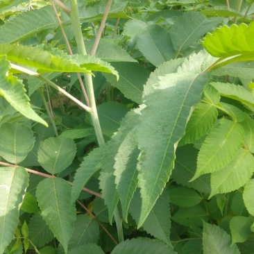 【盐肤木】五倍子(盐肤木)基地直供提供技术量大从优