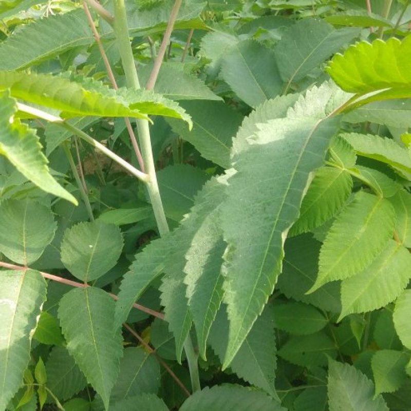 【盐肤木】五倍子(盐肤木)基地直供提供技术量大从优