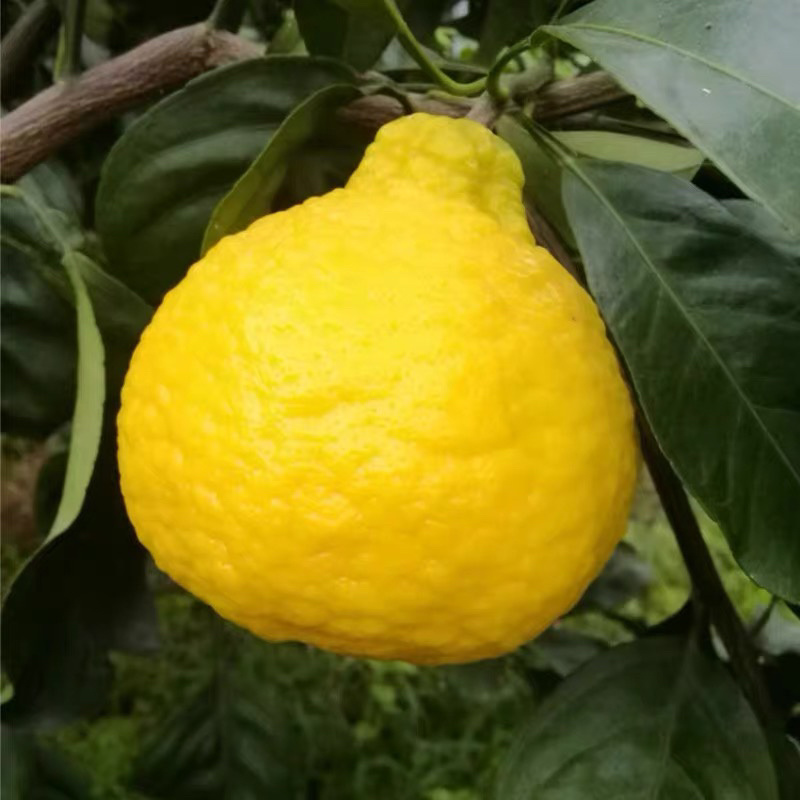 椪柑苗芦柑桔子苗岩溪晚芦苗晚熟椪柑橘子苗地栽嫁接果树苗