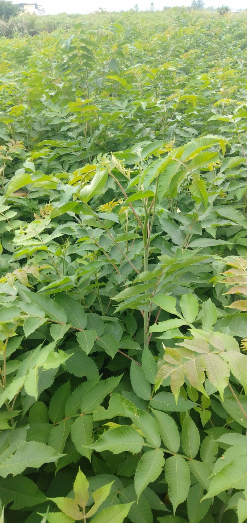 【盐肤木】五倍子(盐肤木)基地直供提供技术量大从优