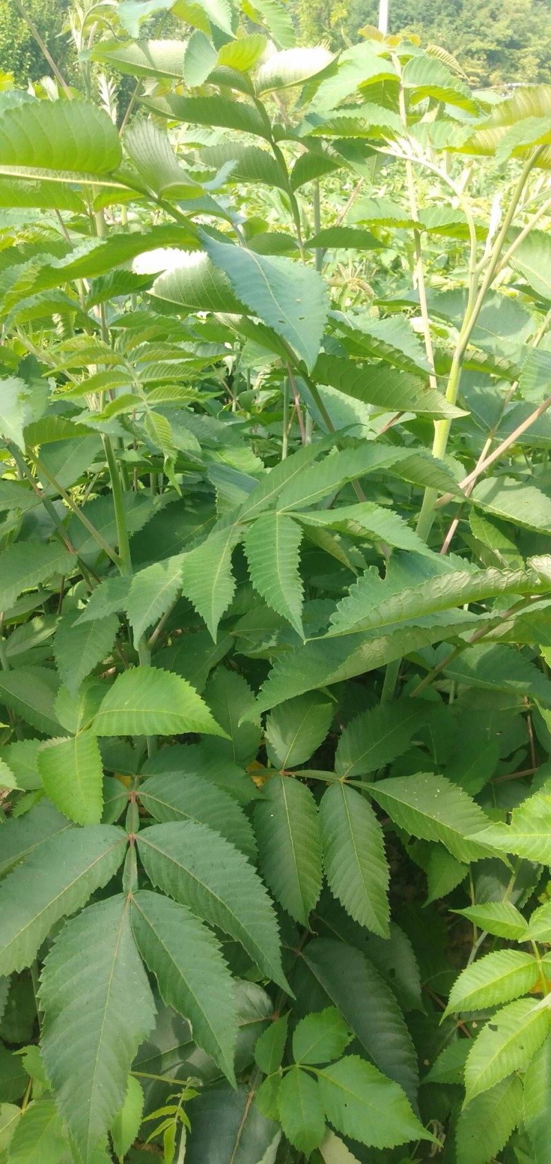 【盐肤木】五倍子(盐肤木)基地直供提供技术量大从优