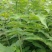 【盐肤木】五倍子(盐肤木)基地直供提供技术量大从优