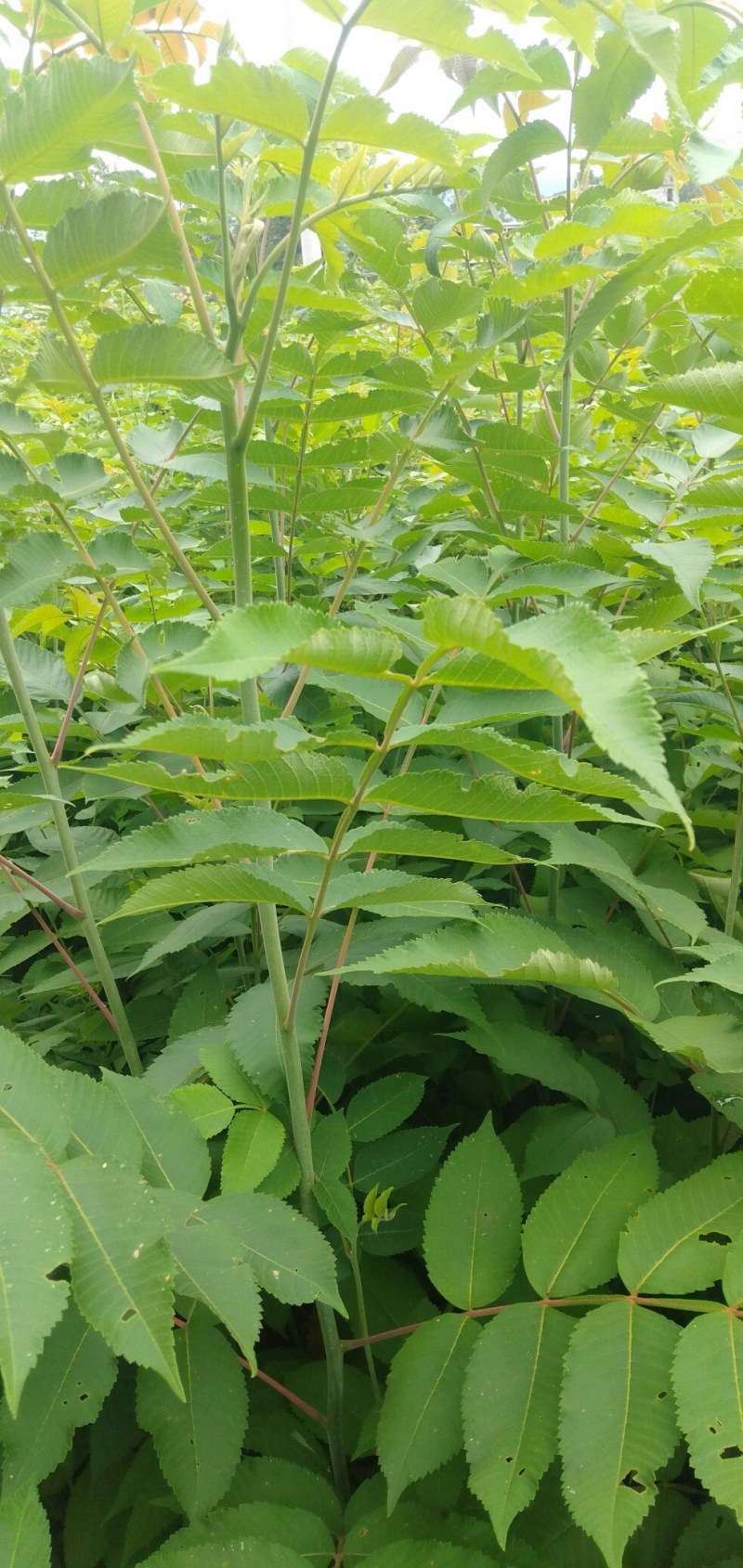 【盐肤木】五倍子(盐肤木)基地直供提供技术量大从优