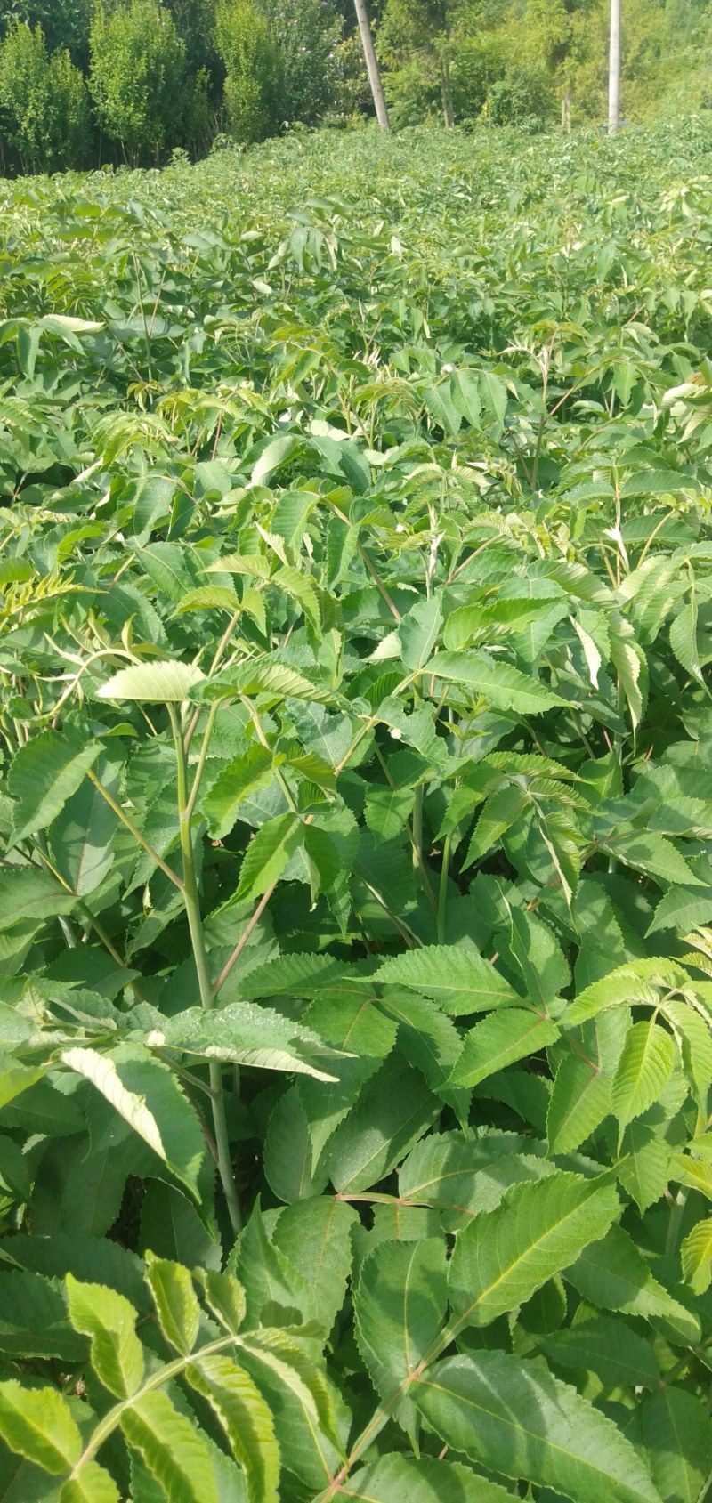 【盐肤木】五倍子(盐肤木)基地直供提供技术量大从优