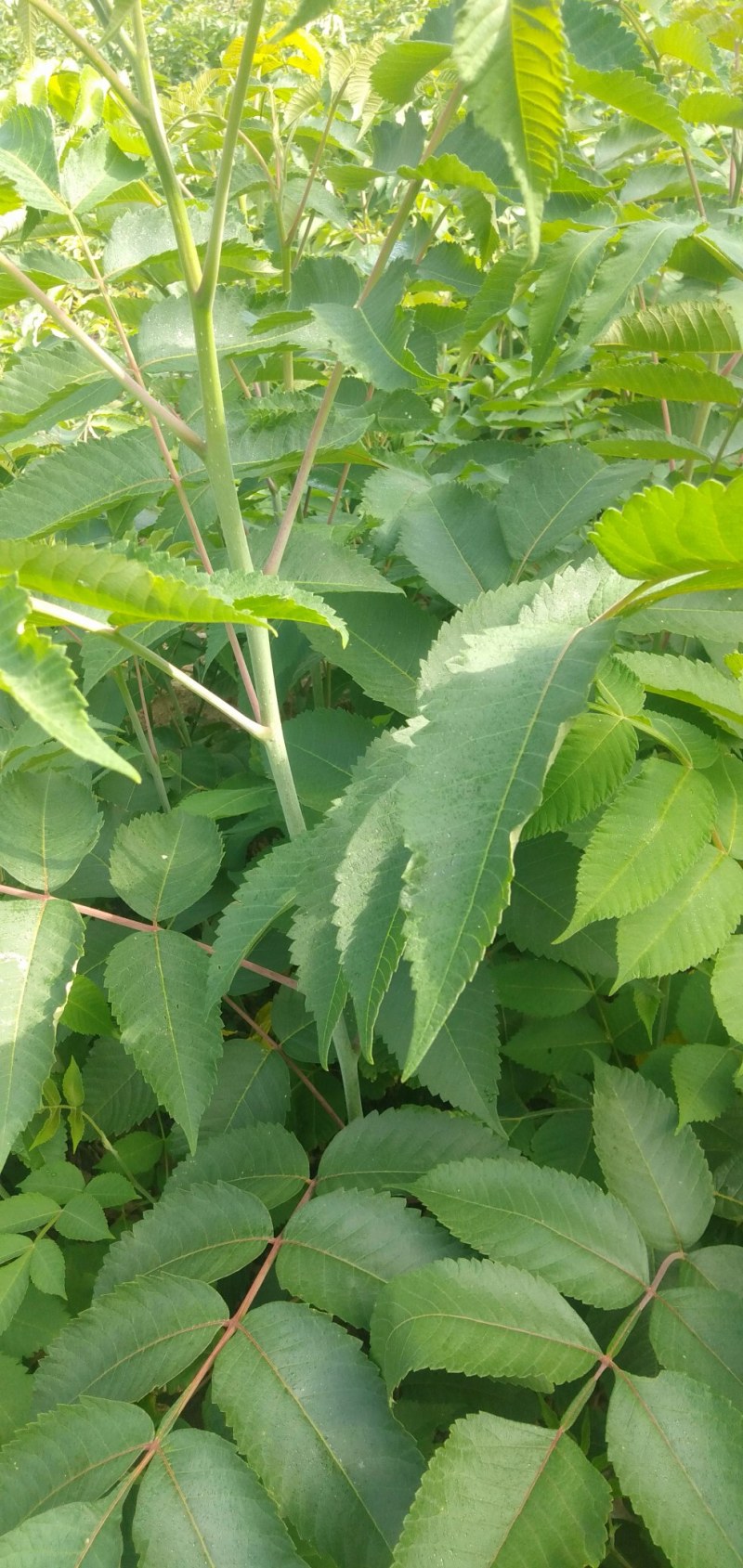 【盐肤木】五倍子(盐肤木)基地直供提供技术量大从优