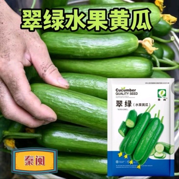 翠绿水果黄瓜种子新品种无刺荷兰小黄瓜种籽四季农户庭院水果