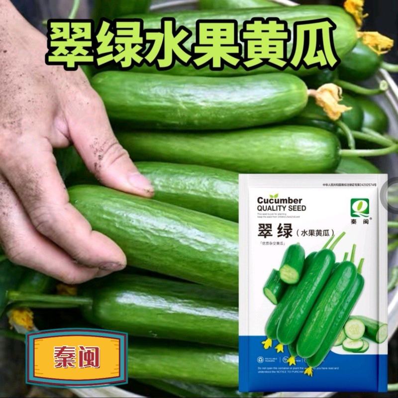 翠绿水果黄瓜种子新品种无刺荷兰小黄瓜种籽四季农户庭院水果