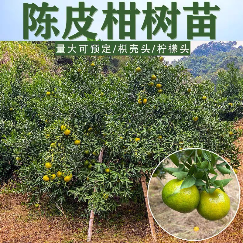 新会柑树苗正宗嫁接大红柑茶枝柑种苗树柑桔果陈皮柑橘子苗