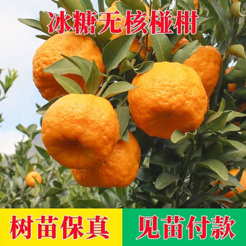 新会柑树苗正宗嫁接大红柑茶枝柑种苗树柑桔果陈皮柑橘子苗