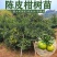 温州特早熟蜜桔嫁接苗柑橘蜜桔树苗南北种植盆栽地栽蜜桔苗