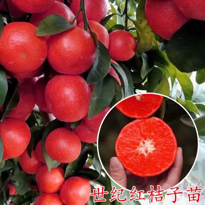 果树苗木柑橘子树苗桔苗红桔子树苗新品种早桔世纪红桔树苗