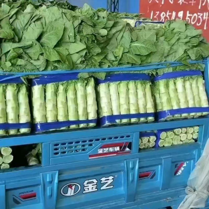 精品三清莴笋，圆叶莴笋，兰陵县大量上市，价格不高