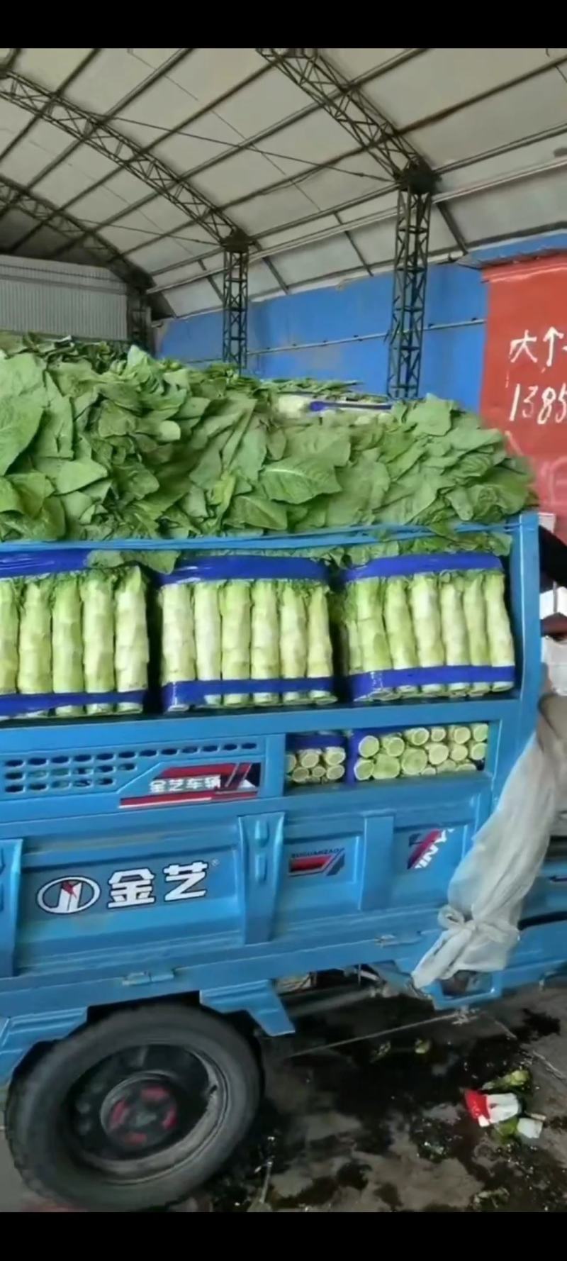 精品三清莴笋，圆叶莴笋，兰陵县大量上市，价格不高
