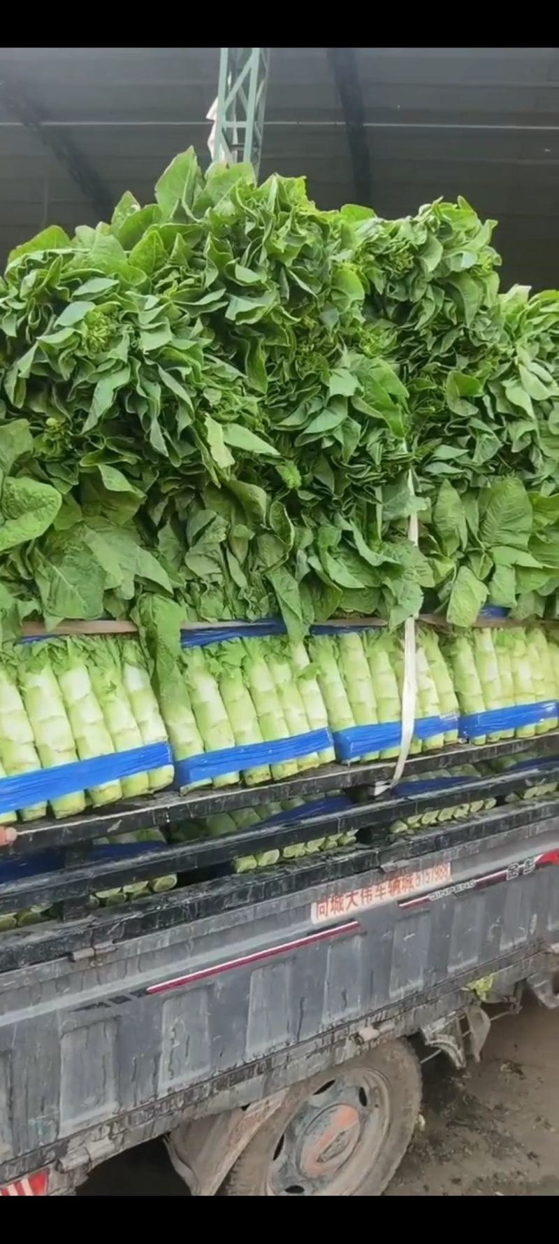 精品三清莴笋，圆叶莴笋，兰陵县大量上市，价格不高