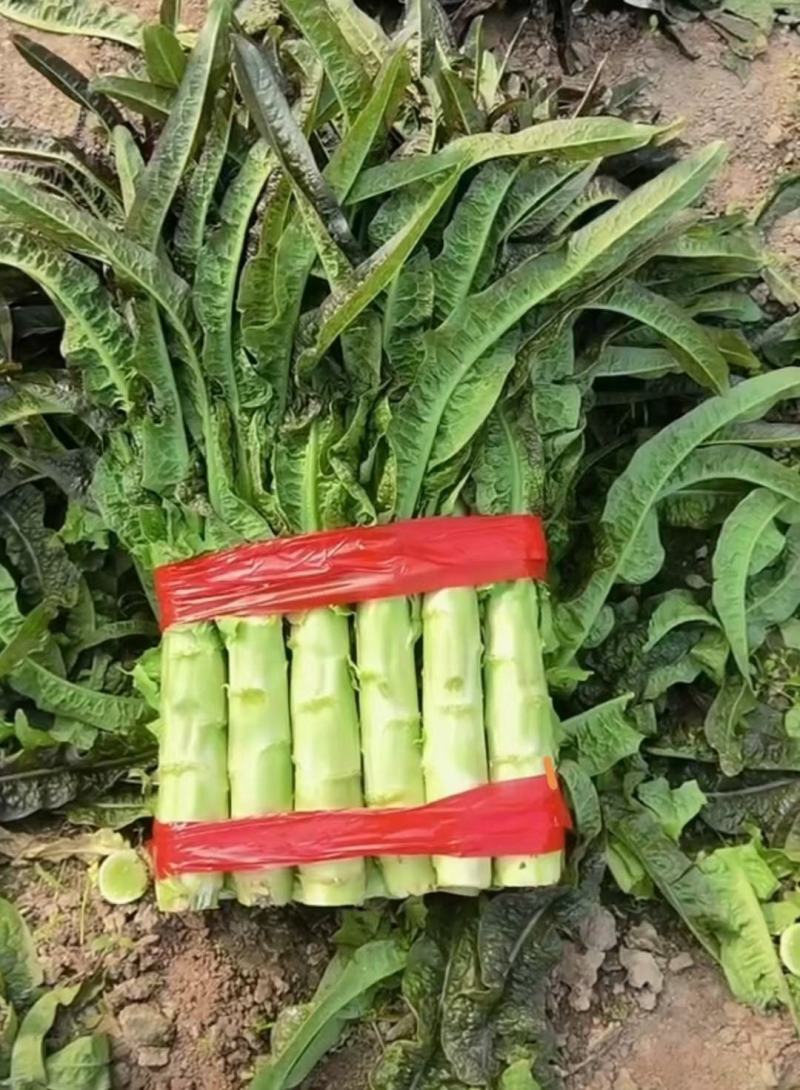 精品三清莴笋，圆叶莴笋，兰陵县大量上市，价格不高