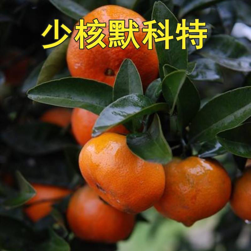 美国糖桔苗世纪红桔子苗蜜桔橘子苗美国糖桔柑橘树苗砂糖