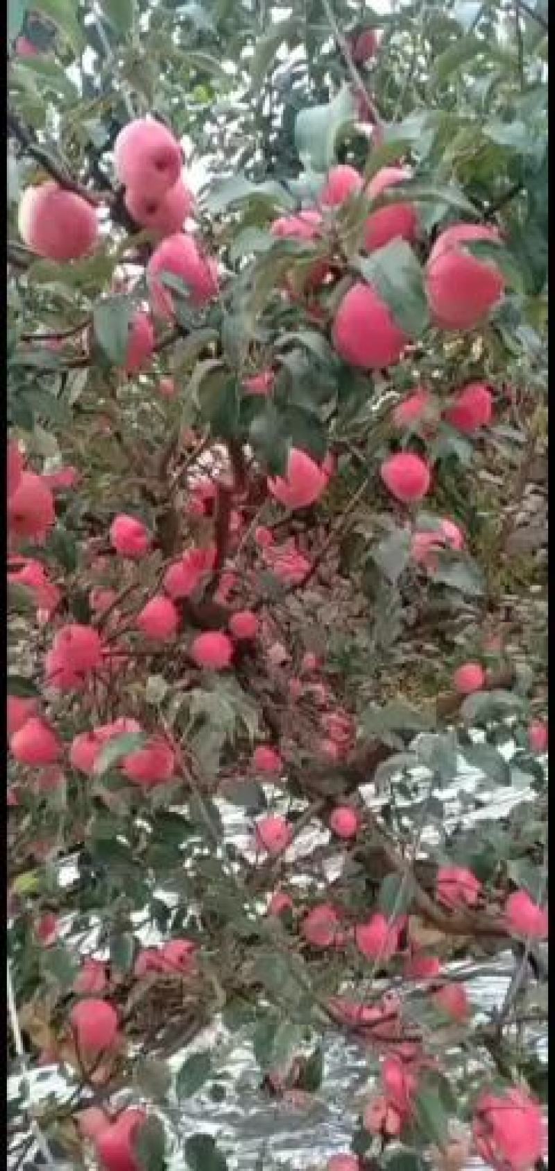 辽南冷库韩富苹果上市，质量好，有需要的老板准备