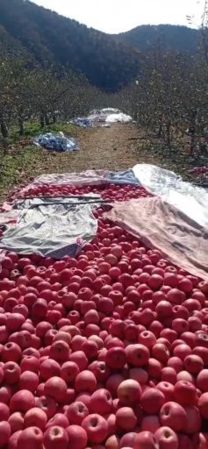 辽南冷库韩富苹果上市，质量好，有需要的老板准备