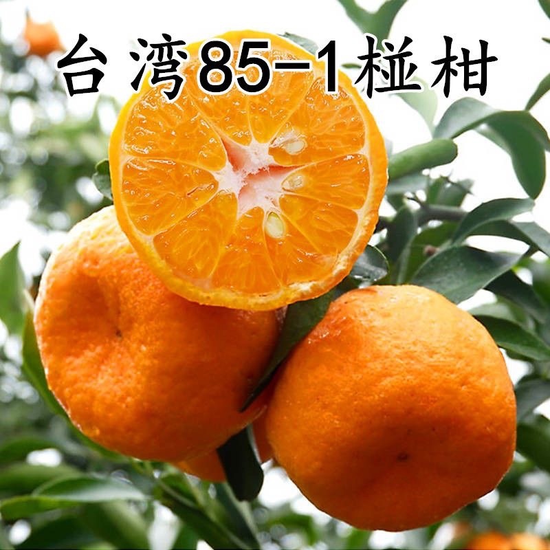 嫁接无核沃柑苗无核香橙沃柑树苗橘子苗地栽柑桔苗
