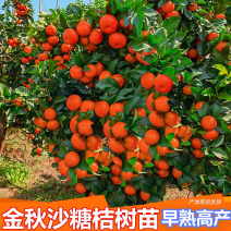 砂糖橘苗嫁接金秋沙糖桔苗新品种早熟品种橘子苗桔苗南
